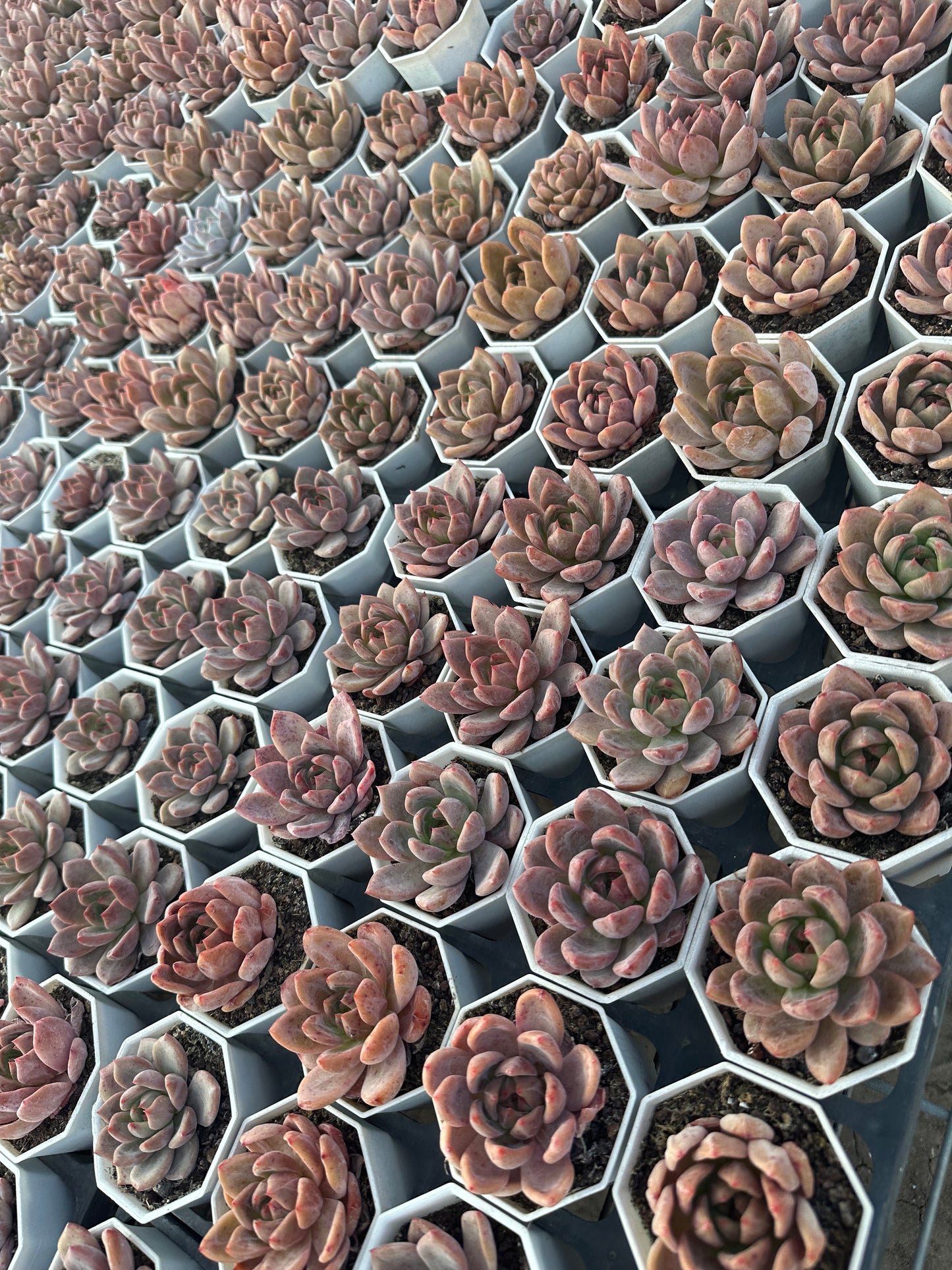 AS26 Echeveria 'Champagne(Pot size 2.6in)/Echeveria/Variegated Natural Live Plants Succulents