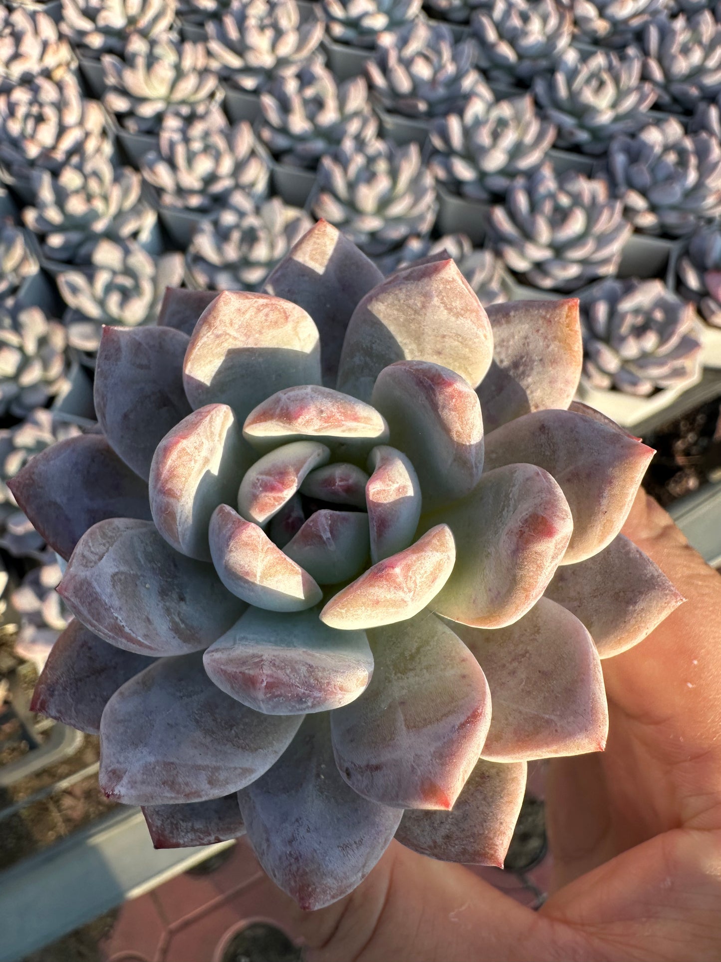 AS27 Echeveria Monroe(Pot size 2.6in)/Echeveria/Variegated Natural Live Plants Succulents