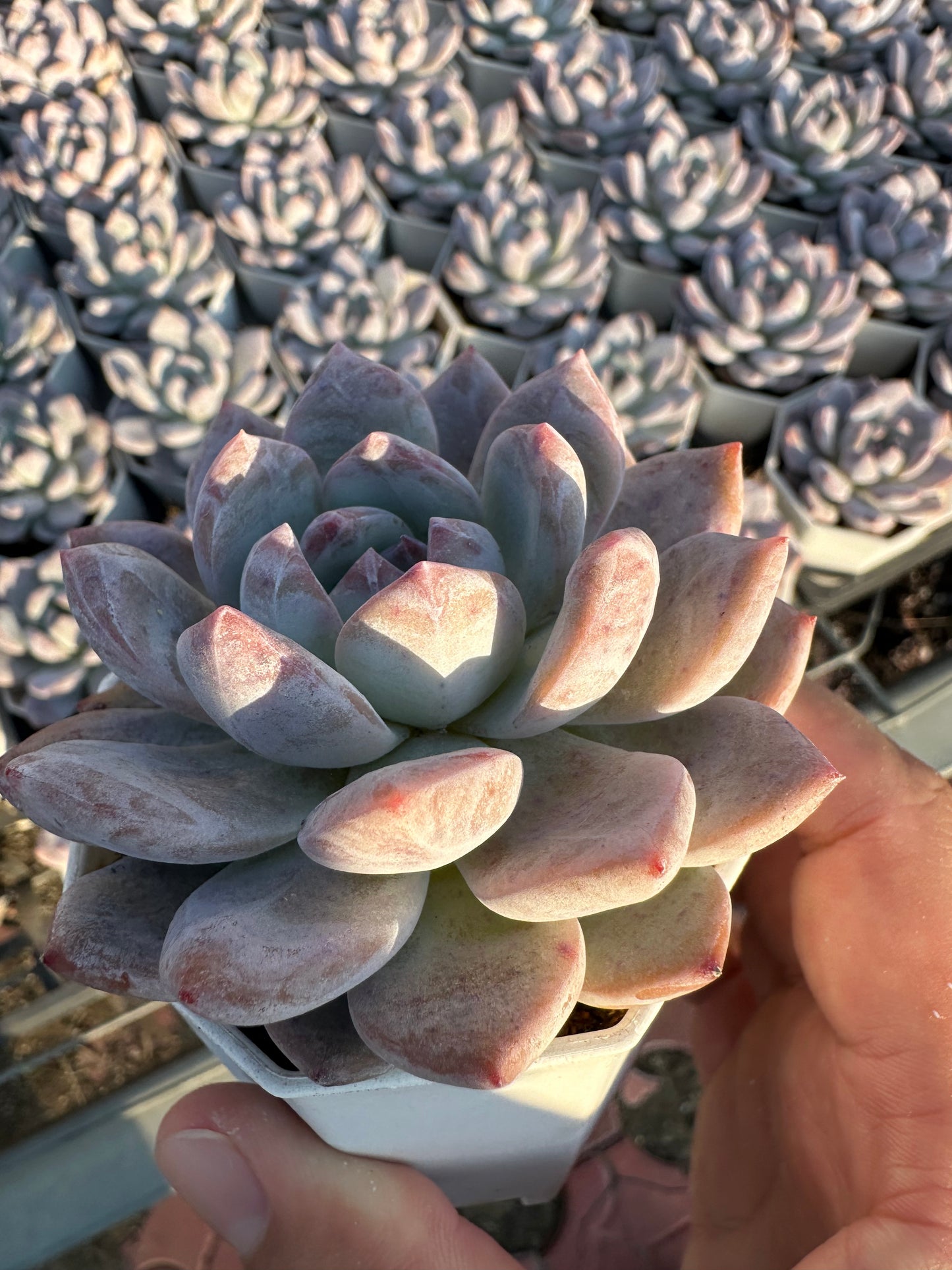 AS27 Echeveria Monroe(Pot size 2.6in)/Echeveria/Variegated Natural Live Plants Succulents