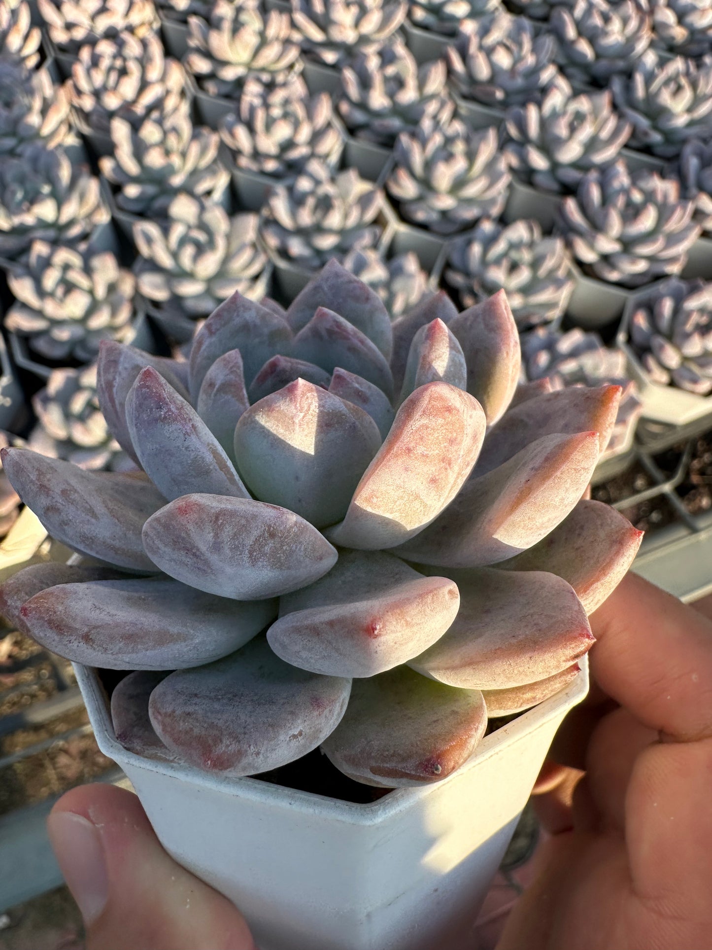 AS27 Echeveria Monroe(Pot size 2.6in)/Echeveria/Variegated Natural Live Plants Succulents