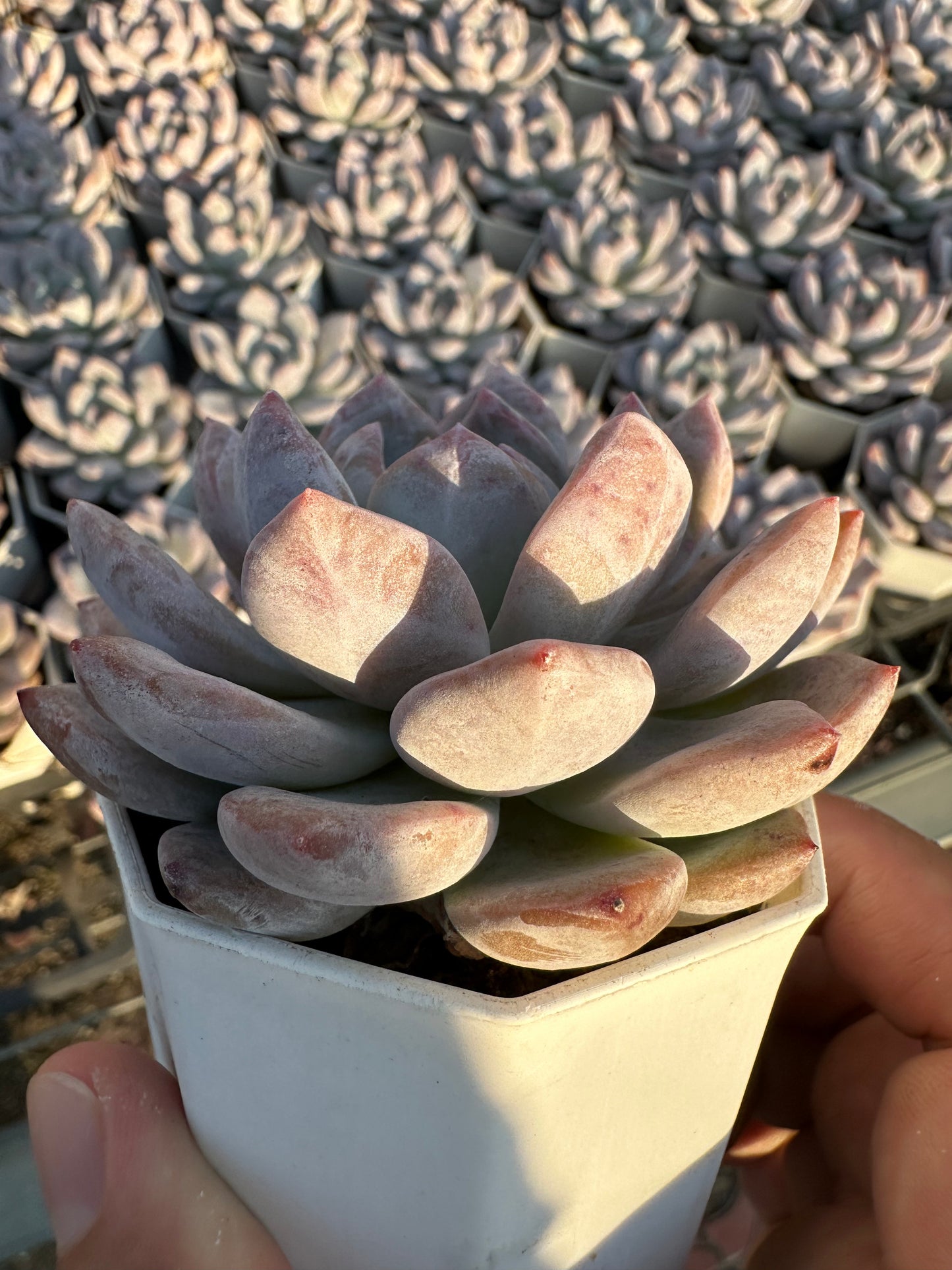 AS27 Echeveria Monroe(Pot size 2.6in)/Echeveria/Variegated Natural Live Plants Succulents