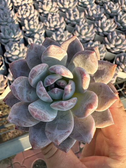 AS27 Echeveria Monroe(Pot size 2.6in)/Echeveria/Variegated Natural Live Plants Succulents