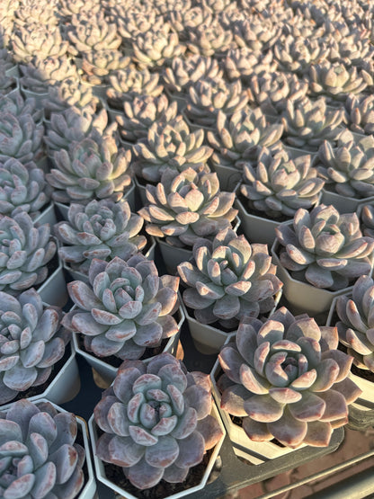 AS27 Echeveria Monroe(Pot size 2.6in)/Echeveria/Variegated Natural Live Plants Succulents