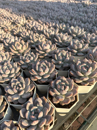 AS27 Echeveria Monroe(Pot size 2.6in)/Echeveria/Variegated Natural Live Plants Succulents