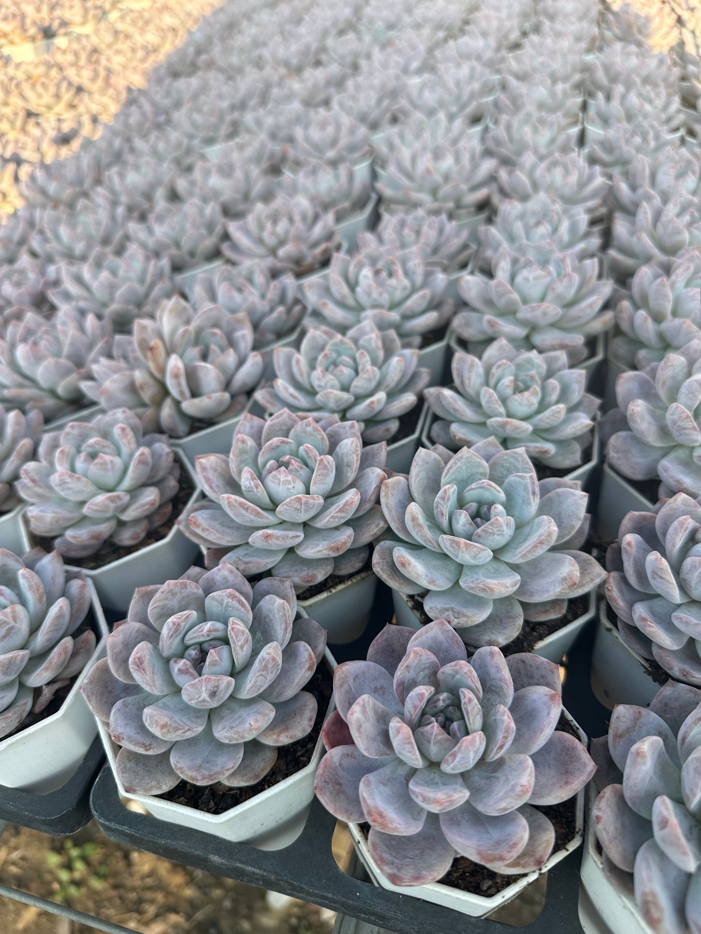 AS27 Echeveria Monroe(Pot size 2.6in)/Echeveria/Variegated Natural Live Plants Succulents