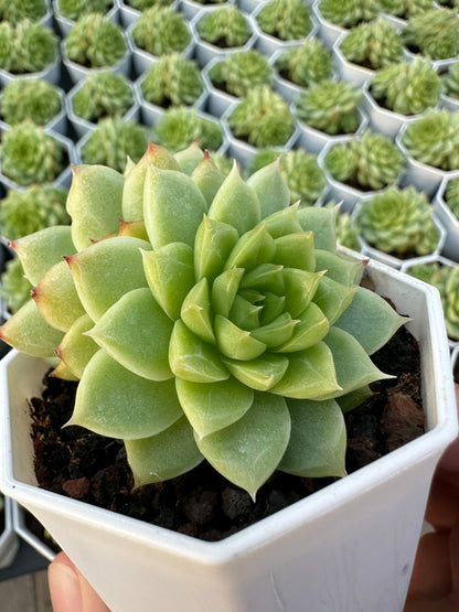 AS28 Preferred Queen(Pot size 2.6in)/Echeveria/Variegated Natural Live Plants Succulents