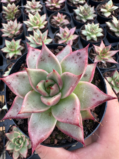 AS29 Echeveri agavoides'Ebony'(Pot size 4in)/Echeveria/Variegated Natural Live Plants Succulents