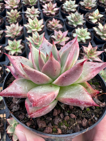 AS29 Echeveri agavoides'Ebony'(Pot size 4in)/Echeveria/Variegated Natural Live Plants Succulents