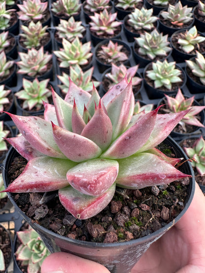 AS29 Echeveri agavoides'Ebony'(Pot size 4in)/Echeveria/Variegated Natural Live Plants Succulents