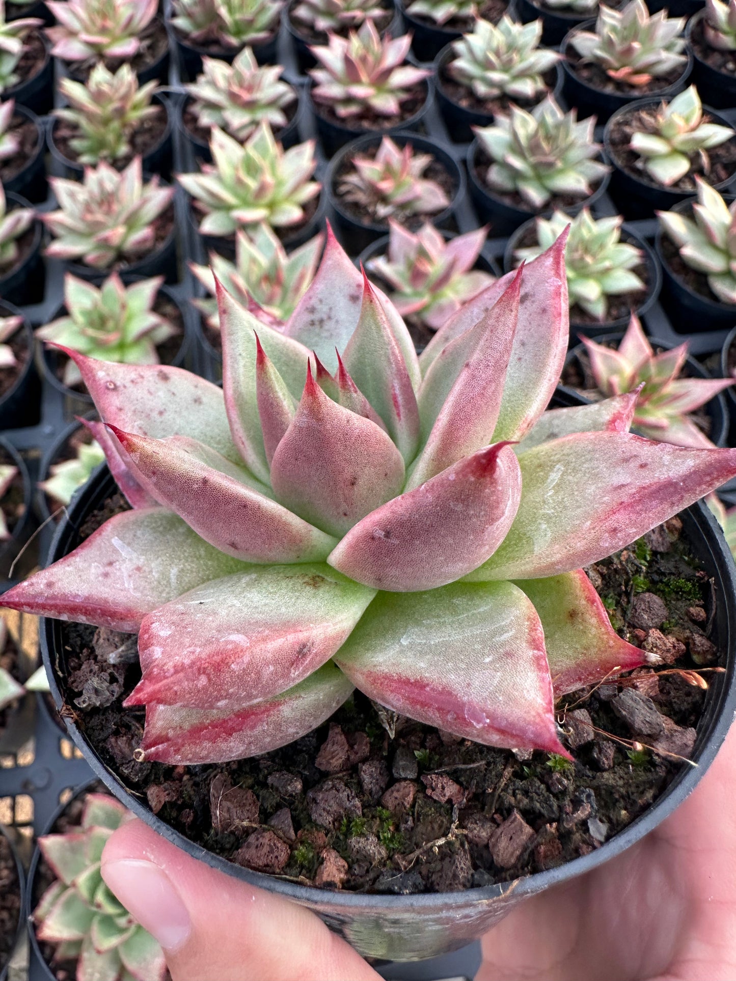 AS29 Echeveri agavoides'Ebony'(Pot size 4in)/Echeveria/Variegated Natural Live Plants Succulents