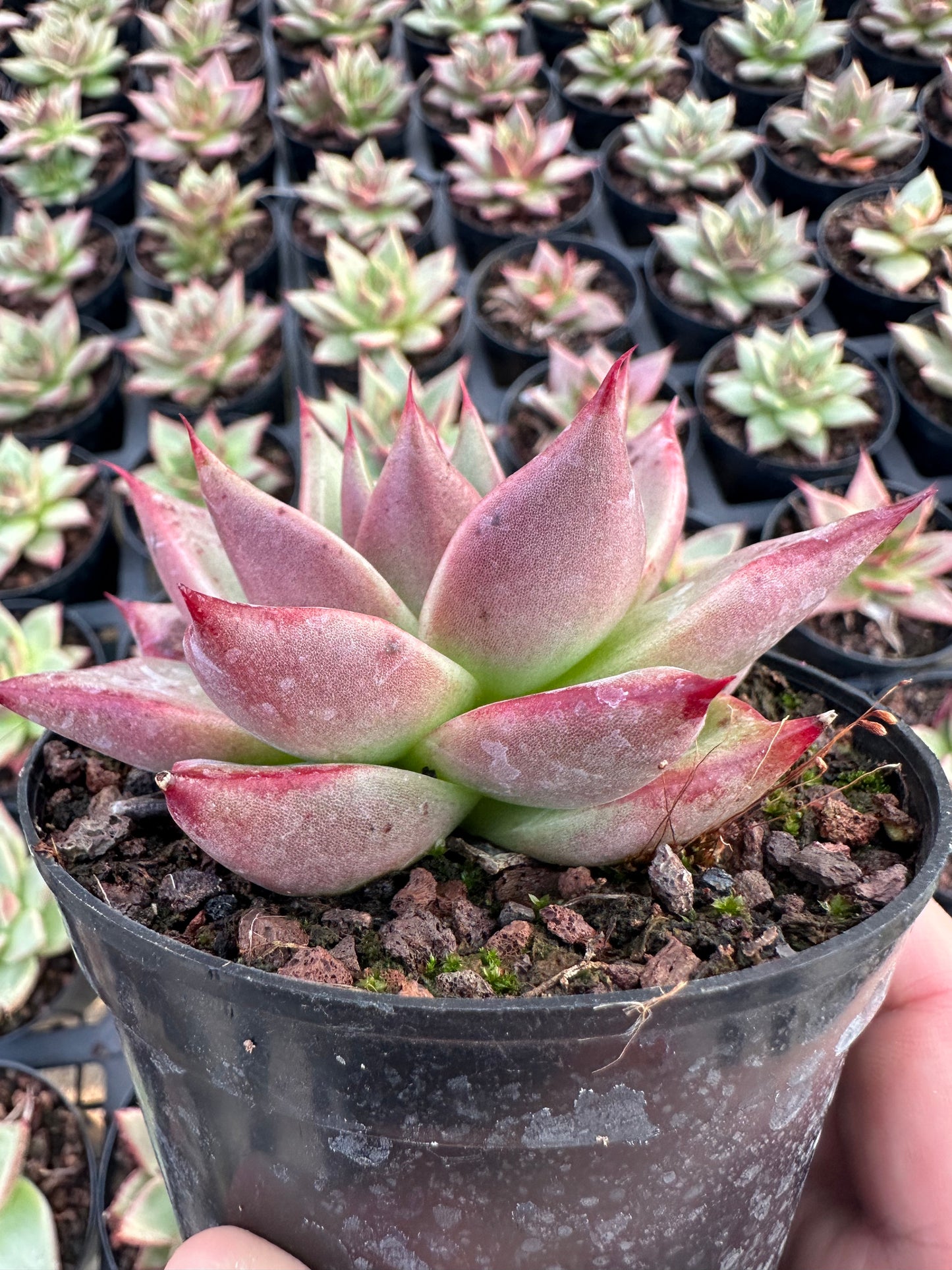 AS29 Echeveri agavoides'Ebony'(Pot size 4in)/Echeveria/Variegated Natural Live Plants Succulents