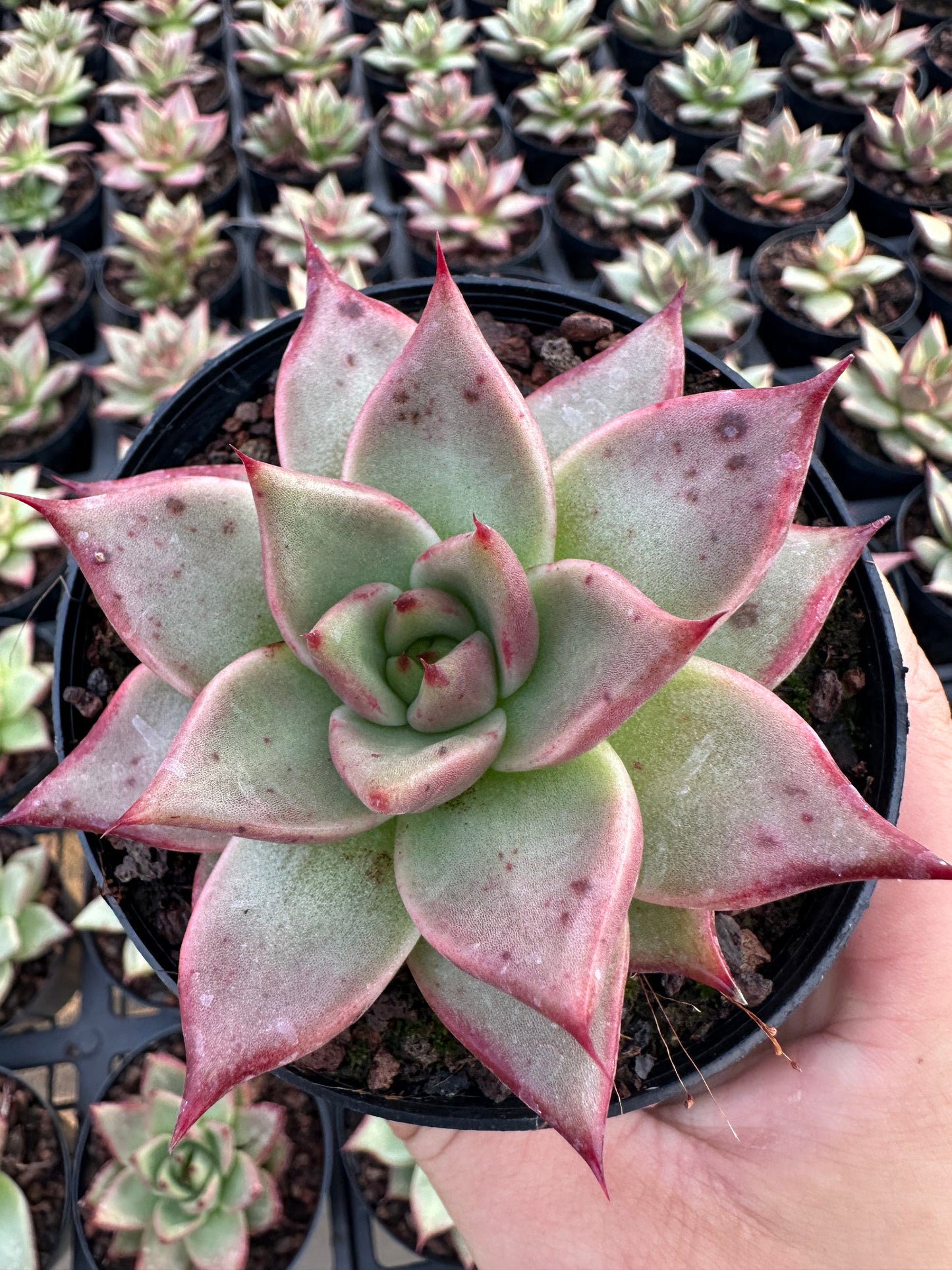 AS29 Echeveri agavoides'Ebony'(Pot size 4in)/Echeveria/Variegated Natural Live Plants Succulents