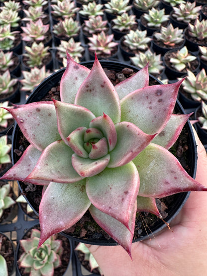 AS29 Echeveri agavoides'Ebony'(Pot size 4in)/Echeveria/Variegated Natural Live Plants Succulents