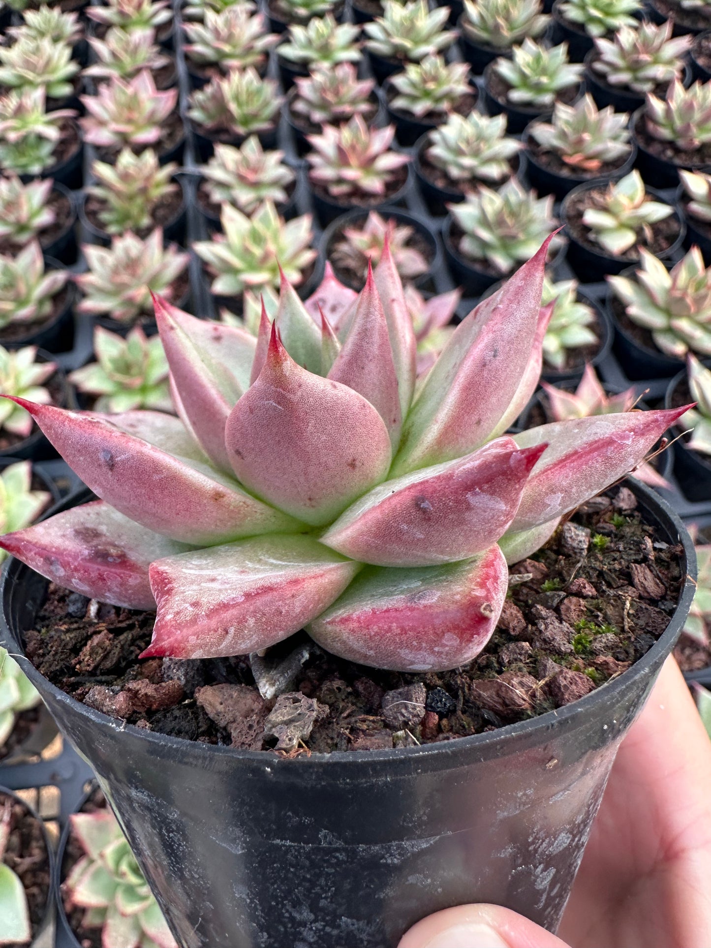 AS29 Echeveri agavoides'Ebony'(Pot size 4in)/Echeveria/Variegated Natural Live Plants Succulents