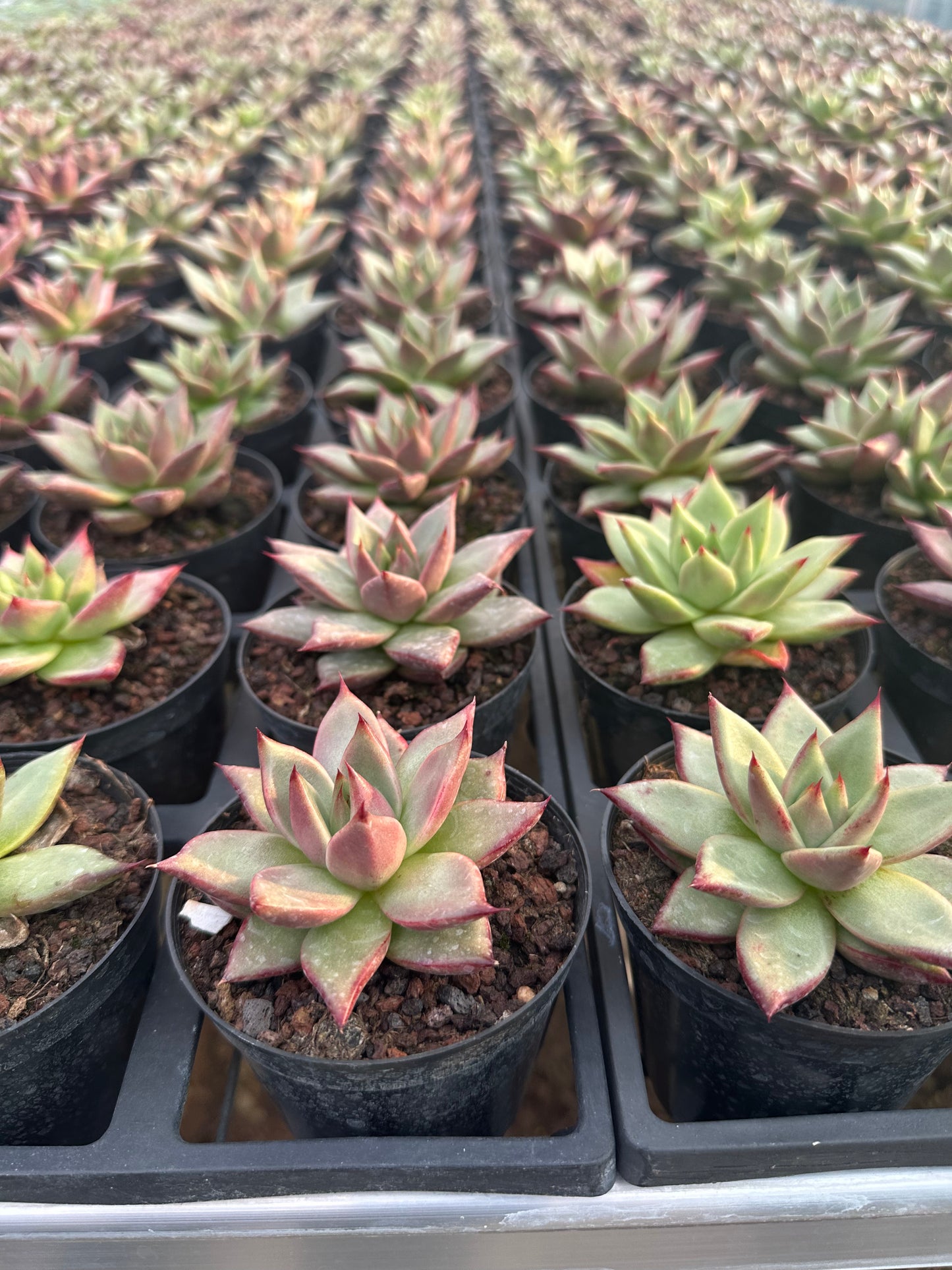 AS29 Echeveri agavoides'Ebony'(Pot size 4in)/Echeveria/Variegated Natural Live Plants Succulents