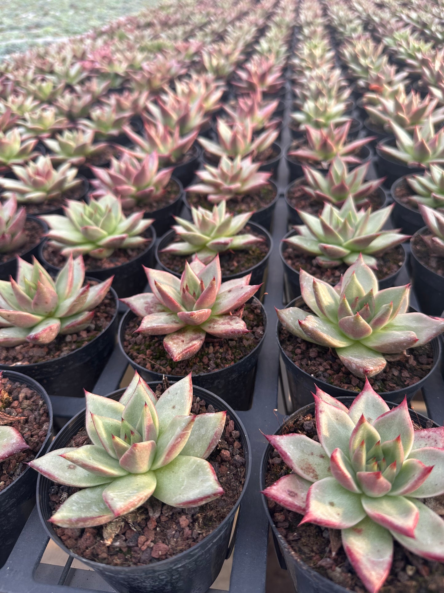 AS29 Echeveri agavoides'Ebony'(Pot size 4in)/Echeveria/Variegated Natural Live Plants Succulents