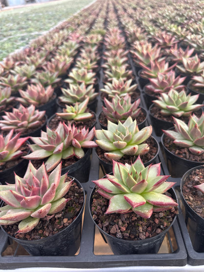 AS29 Echeveri agavoides'Ebony'(Pot size 4in)/Echeveria/Variegated Natural Live Plants Succulents