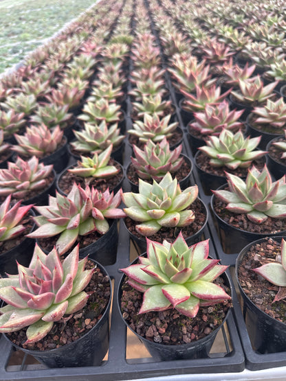 AS29 Echeveri agavoides'Ebony'(Pot size 4in)/Echeveria/Variegated Natural Live Plants Succulents