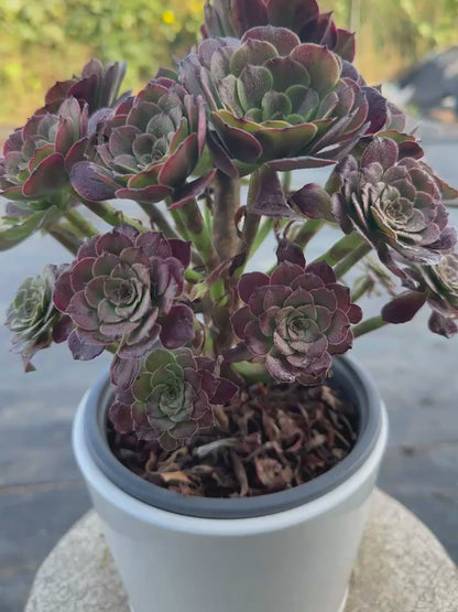 27Spark cluster20-30cm Old pile/ 10-20heads/ Aeonium cluster / Variegated Natural Live Plants Succulents