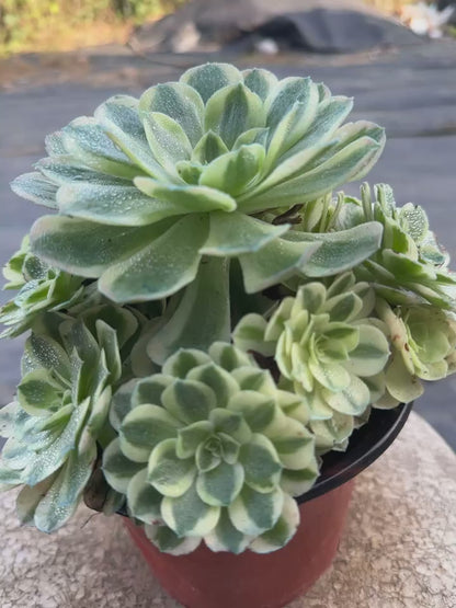 22yuzi cluster20-30cm Old pile/ 10-20heads/ Aeonium cluster / Variegated Natural Live Plants Succulents