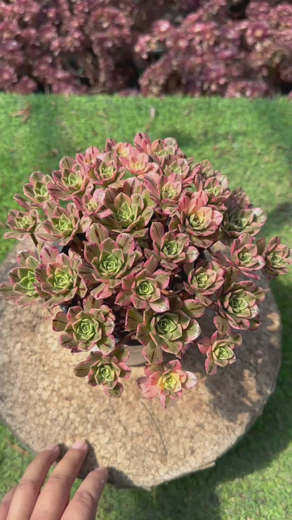 Süßer Tee-Cluster, 18–20 cm, alter Haufen, 20–40 Köpfe, Aeonium-Cluster, bunte, natürliche, lebende Pflanzen, Sukkulenten