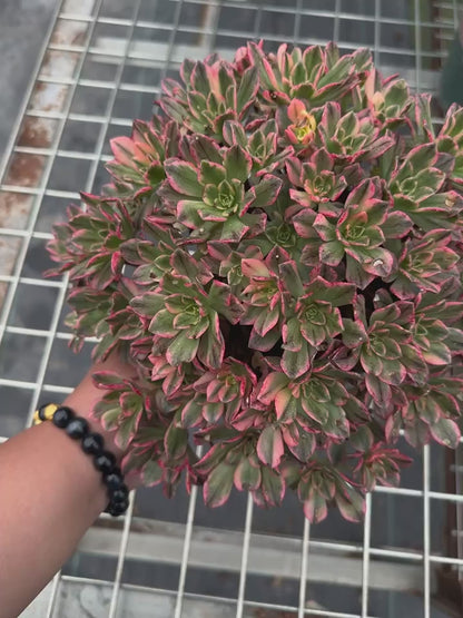Sweet tea cluster18-20cm Old pile/ 20-40 heads/ Aeonium cluster / Variegated Natural Live Plants Succulents2023