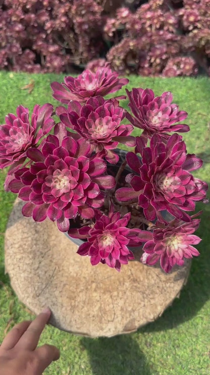 Scarlett Ink Cluster20-30cm Alter Haufen/ 5-10 Köpfe/ Aeonium Cluster/Bunte natürliche lebende Pflanzen Sukkulenten