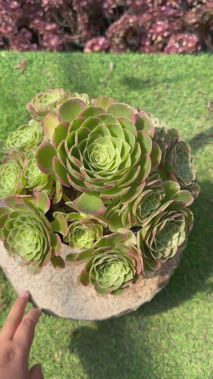 Halloween-Brokat-Cluster, 20–30 cm, alter Haufen, 10–15 Köpfe, Aeonium-Cluster, bunte natürliche lebende Pflanzen, Sukkulenten