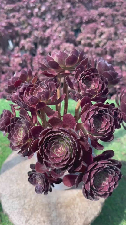 Rotflammenlilien-Cluster, 20–30 cm, alter Haufen, 5–10 Köpfe, Aeonium-Cluster, bunte natürliche lebende Pflanzen, Sukkulenten