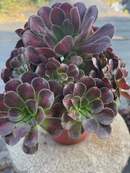 29Kilimanjaro cluster20-30cm Old pile/ 10-20heads/ Aeonium cluster / Variegated Natural Live Plants Succulents