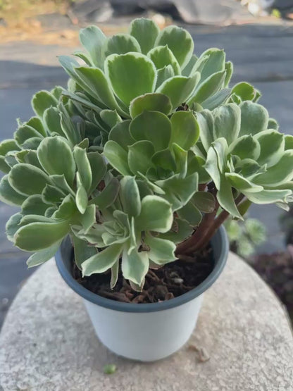 White phoenix cluster20-30cm Old pile/ 10-20 heads/ Aeonium cluster / Variegated Natural Live Plants Succulents2023