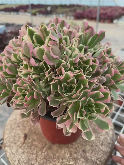 Green Pink Witch cluster20-30cm Old pile/ 10-20heads/ Aeonium cluster / Variegated Natural Live Plants Succulents