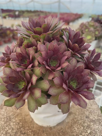 56red devil cluster20-30cm Old pile/ 10-20heads/ Aeonium cluster / Variegated Natural Live Plants Succulents