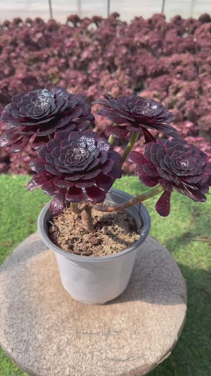 Mo Yan-Cluster, 20–30 cm, alter Haufen, 5–10 Köpfe, Aeonium-Cluster, bunte, natürliche, lebende Pflanzen, Sukkulenten