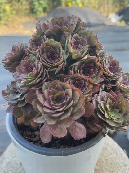 56red devil cluster20-30cm Old pile/ 10-20heads/ Aeonium cluster / Variegated Natural Live Plants Succulents