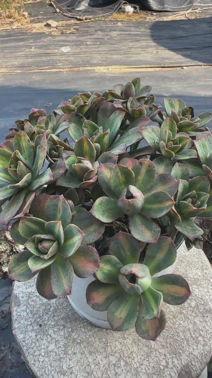 Star burst Middle spot cluster20-30cm Old pile/ 10-20heads/ Aeonium cluster / Variegated Natural Live Plants Succulents