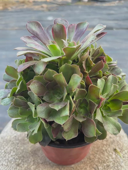 28Roselle cluster20-30cm Old pile/ 10-20heads/ Aeonium cluster / Variegated Natural Live Plants Succulents