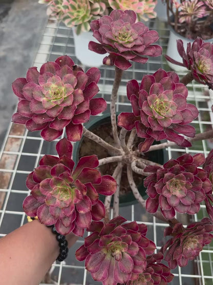 Pinky cluster20-30cm Old pile/ 5-10 heads/ Aeonium cluster / Variegated Natural Live Plants Succulents2023