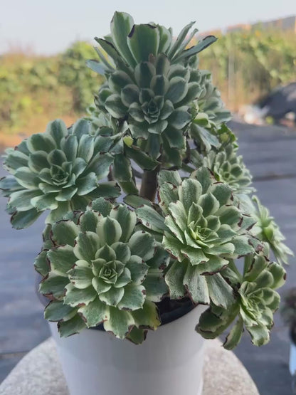 55Green Wave cluster20-30cm Old pile/ 10-20heads/ Aeonium cluster / Variegated Natural Live Plants Succulents