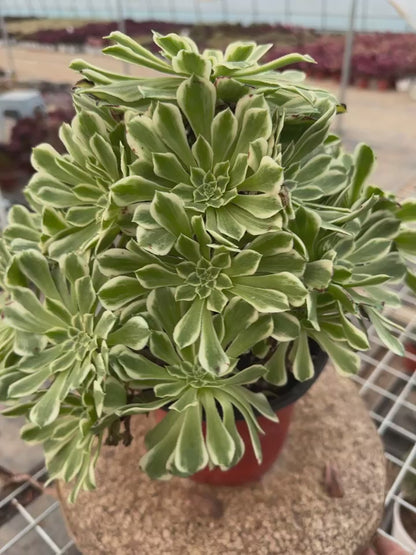 55Green Wave cluster20-30cm Old pile/ 10-20heads/ Aeonium cluster / Variegated Natural Live Plants Succulents