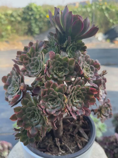 57Dancing Fairy cluster20-30cm Old pile/ 10-20 heads/ Aeonium cluster / Variegated Natural Live Plants Succulents