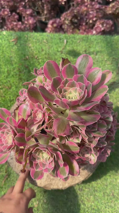 Pink Witch cluster20-30cm Old pile/ 10-20 heads/ Aeonium cluster / Variegated Natural Live Plants Succulents