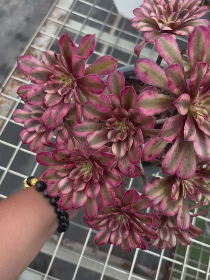 Scarlett Ink Cluster20-30cm Alter Haufen/ 5-10 Köpfe/ Aeonium Cluster/Bunte natürliche lebende Pflanzen Sukkulenten2023