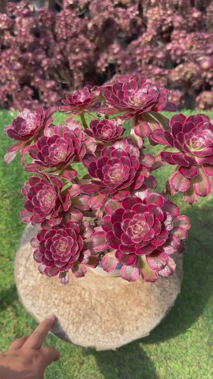 Pinky-Cluster, 20–30 cm, alter Haufen, 5–10 Köpfe, Aeonium-Cluster, bunte, natürliche, lebende Pflanzen, Sukkulenten