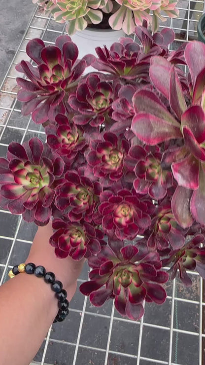 Chanel cluster20-30cm Old pile/ 10-20 heads/ Aeonium cluster / Variegated Natural Live Plants Succulents2023
