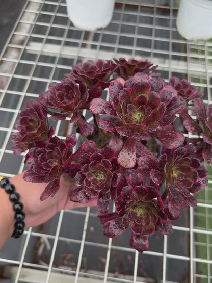 Mo Yan cluster20-30cm Old pile/ 8-15 heads/ Aeonium cluster / Variegated Natural Live Plants Succulents2023