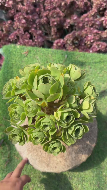 Grüner Kaschmir-Cluster, 20–30 cm, alter Haufen, 14–20 Köpfe, Aeonium-Cluster, bunte natürliche lebende Pflanzen, Sukkulenten