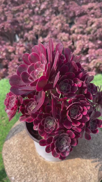 Medusa-Cluster, 20–30 cm, alter Haufen, 10–15 Köpfe, Aeonium-Cluster, bunte, natürliche, lebende Pflanzen, Sukkulenten