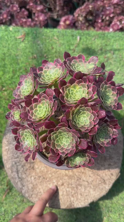 Morgenwolken-Cluster, 20–30 cm, alter Haufen, 5–10 Köpfe, Aeonium-Cluster, bunte natürliche lebende Pflanzen, Sukkulenten