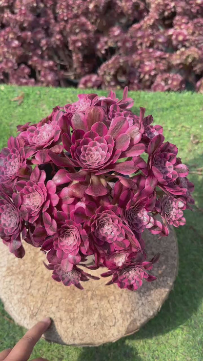 Garnet cluster20-30cm Old pile/ 10-15 heads/ Aeonium cluster / Variegated Natural Live Plants Succulents